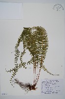 藏品(岩穴蕨)的圖片