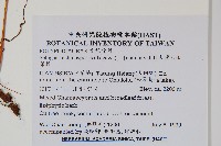 藏品(大葉玉山茀蕨)的圖片
