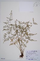 藏品(威氏鐵角蕨)的圖片