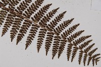 藏品(川上氏肋毛蕨)的圖片