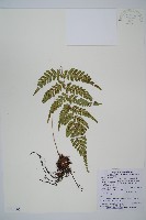 藏品(阿里山蹄蓋蕨)的圖片