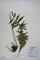 藏品(樸氏雙蓋蕨、毛柄蹄蓋蕨)的圖片