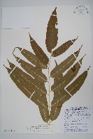 藏品(華鳳丫蕨)的圖片