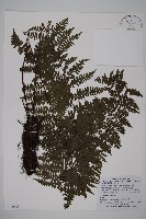 藏品(川上氏肋毛蕨)的圖片