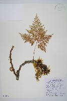 藏品(海州骨碎補)的圖片
