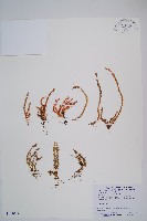 藏品(相馬氏石松)的圖片