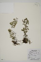 藏品(深山鐵線蕨、月芽鐵線蕨)的圖片