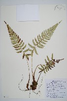 藏品(關山耳蕨)的圖片