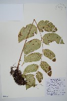 藏品(大葉貫眾蕨)的圖片