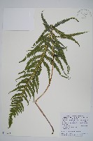 藏品(翅軸假金星蕨、短柄卵果蕨)的圖片