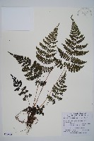 藏品(大葉貞蕨)的圖片