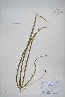 藏品(長葉鳳尾蕨)的圖片