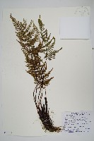 藏品(深山粉背蕨)的圖片