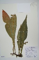 藏品(斷線蕨)的圖片