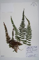 藏品(尾葉茯蕨)的圖片