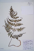 藏品(毛冷蕨)的圖片