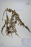 藏品(翅軸假金星蕨、短柄卵果蕨)的圖片