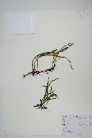 藏品(相異石韋)的圖片