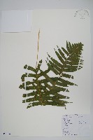 藏品(阿里山水龍骨)的圖片