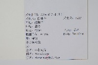 藏品(鳳尾蕨)的圖片