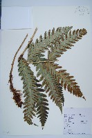 藏品(日本狗脊蕨)的圖片