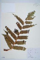 藏品(日本狗脊蕨)的圖片