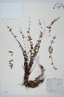 藏品(鐵角蕨)的圖片