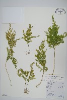 藏品(異葉卷柏)的圖片