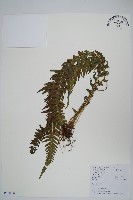 藏品(翅軸假金星蕨、短柄卵果蕨)的圖片