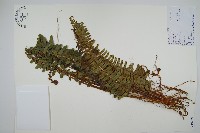 藏品(腎蕨)的圖片