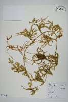 藏品(石松)的圖片