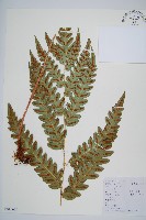 藏品(日本狗脊蕨)的圖片