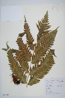 藏品(日本狗脊蕨)的圖片