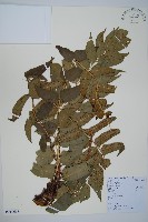 藏品(貫眾蕨)的圖片