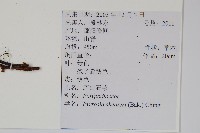 藏品(石葦)的圖片