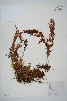 藏品(烏蕨)的圖片