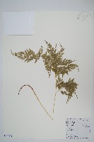 藏品(日本金粉蕨)的圖片