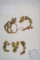 藏品(千層塔)的圖片