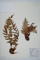 藏品(貫眾蕨)的圖片