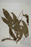 藏品(日本鳳丫蕨)的圖片