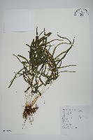 藏品(鳳尾蕨)的圖片