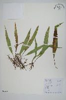 藏品(瓦葦)的圖片