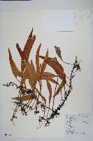 藏品(石葦)的圖片