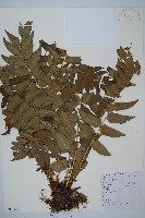 藏品(貫眾蕨)的圖片