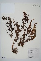 藏品(烏蕨)的圖片