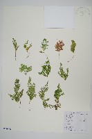 藏品(江南卷柏)的圖片