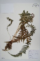 藏品(翅軸假金星蕨、短柄卵果蕨)的圖片