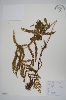 藏品(翅軸假金星蕨、短柄卵果蕨)的圖片