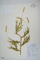 藏品(石松)的圖片