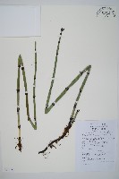 藏品(大木賊)的圖片